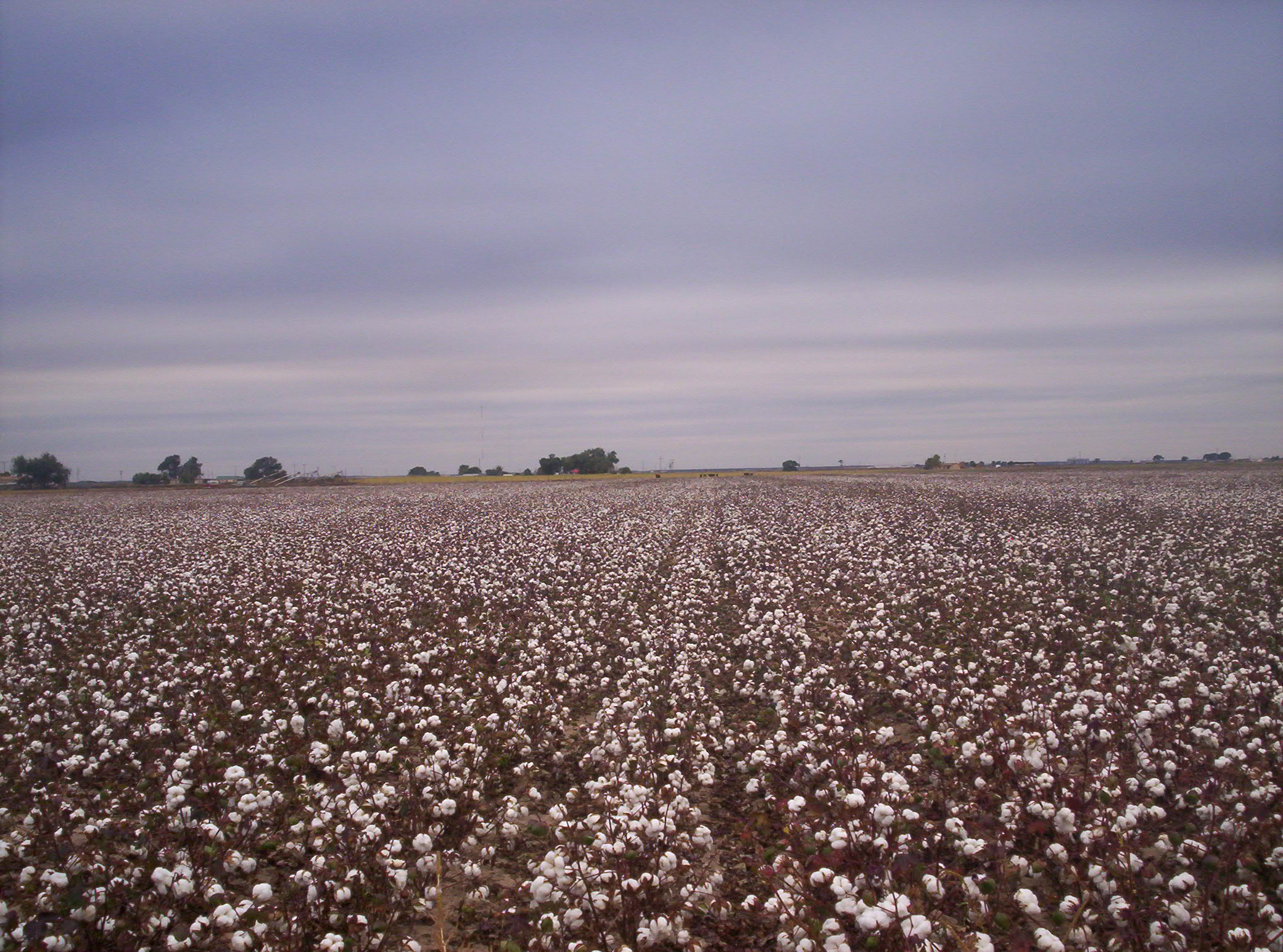 Cotton Field